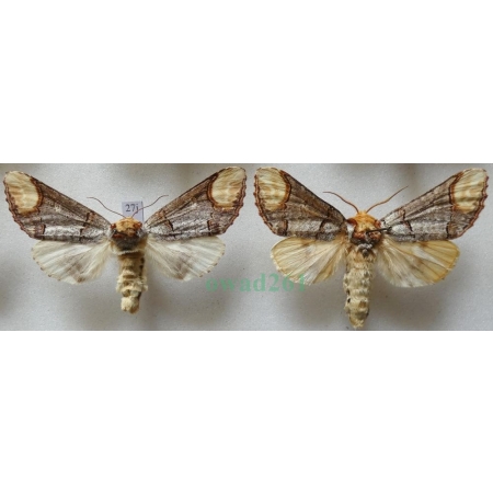 Phalera bucephala (Linnaeus, 1758) pair Narożnica zbrojówka Czech27j